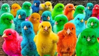 Worlds Cutest ChickensColorful Chickens Rainbow ChickensCute Ducks ElephantsRabbits 🐥🐥🐣🐤 54 [upl. by Shannon]