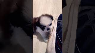 shih tzu puppies barking 🐶🐶 youtube ▶️choraup81aalavlog puppylovers viralvideo trending [upl. by Nnylyak556]