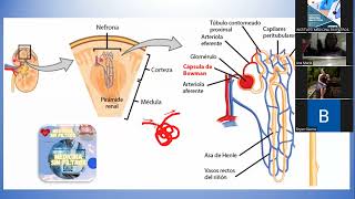 HISTOLOGÍA  SISTEMA URINARIO PARTE II [upl. by Azeel]