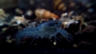 Dwarf Blue Crayfish  Cambarellus Diminutus quotLeast Crayfishquot [upl. by Ruelle695]