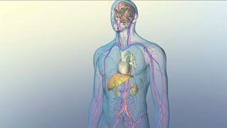 How Medications Reach Their Target Sites Within Your Body [upl. by Coben]