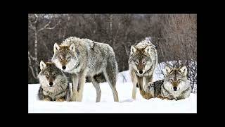 La Conteuse CrocBlanc chapitre III  Jack London [upl. by Renwick]