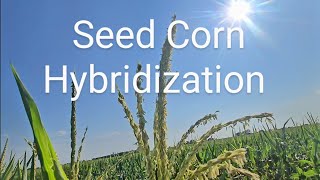 Seed Corn Hybridization continuing discussion [upl. by Joshua3]