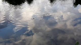 Platypus Ornithorhynchus anatinus surface at meander river [upl. by Zaragoza475]