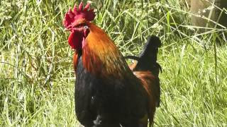 Rooster crowing loud in the morning [upl. by Nuy641]