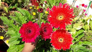 How to Grow Gerbera by Seeds  Easy Way to Grow Gerbera Plant by Seeds [upl. by Nae]