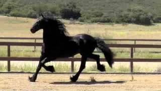 Monte 378 Sport  Friesian Breeding Stallion at Friesian Focus [upl. by Einnus728]