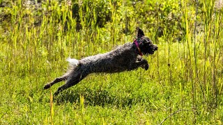 Training Your Wirehaired Pointing Griffon for Agility [upl. by Normak]