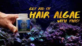 How to use REEF FLUX the RIGHT way ELIMINATES HAIR ALGAE [upl. by Jegger]