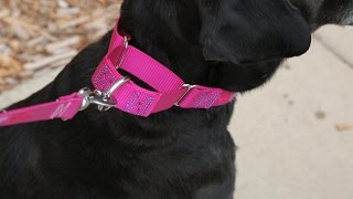 The Martingale Collar  Dog Training Equiptment [upl. by Curley436]