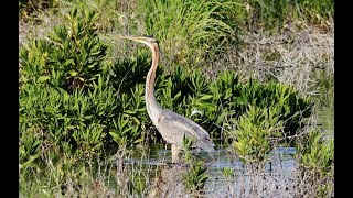 Purple Heron Ardea purpurea Πορφυροτσικνιας  Cyprus [upl. by Yeltnerb]