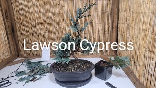 Lawson Cypress Bonsai from cuttings [upl. by Gnoix]