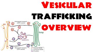 Vesicle trafficking  vesicle transport in cell [upl. by Anehta591]