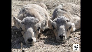 Poznaj rodzinę suhaków mongolskich  WWF Mongolia [upl. by Enrol]