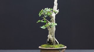 Ligustrum Ovalfolium is native to Japan [upl. by Lussier]