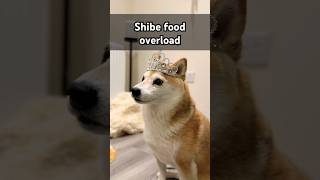 Food OVERLOAD‼️ shibainu [upl. by Lewanna]