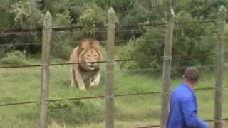 Lion at Addo Elephant Park [upl. by Phylys]