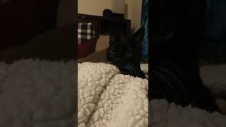 Kitty 🐱 Waking Up shortsbeta catshorts cat catlover catvideos catfunny catbed shorts [upl. by Mayhs]