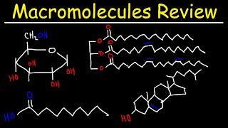 Macromolecules Review [upl. by Emse]