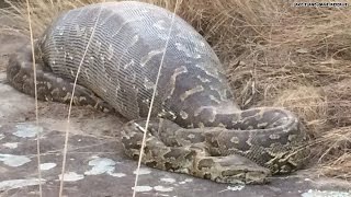 Python eats porcupine instantly regrets it [upl. by Miltie]