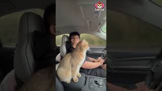 Funny cat videos cats catshorts [upl. by Anasxor]