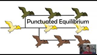 Gradualism vs Punctuated Equilibrium AP Biology Topic 710 [upl. by Ottillia]