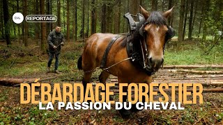 DÉBARDAGE À CHEVAL UNE MÉTHODE ANCESTRALE POUR UNE FORÊT DURABLE [upl. by Eittam157]