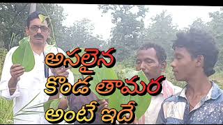 konda Tamarasmilax ovalifoliaRheumatoid arthritisకీళ్ల నొప్పులకు అద్భుత వనమూలికSNC Telugu [upl. by Gratia244]