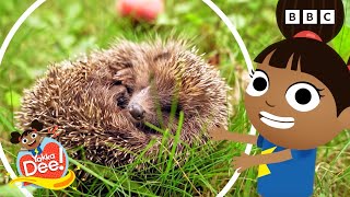 Autumn Animals With Dee 🦔  Yakka Dee [upl. by Jeffcott626]