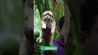 lhasa APSO puppies available  Lhasa apso sale  Lhasa apso puppies sale kerala [upl. by Ahseei]