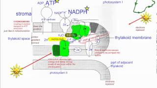 Photosynthesis Part 2 Light dependent reactions Non cyclic IB Biology [upl. by Chae573]