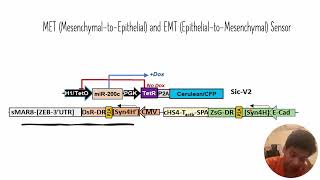 EpithelialtoMesenchymal EMT and MesenchymaltoEpithelial MET Sensor Code 387 [upl. by Brenda]