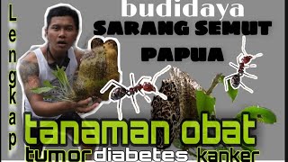 budidaya sarang semut papua myrmecodia tanaman obat berbagai macam penyakit [upl. by Jaan859]