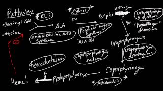 Heme Synthesis Pathway Made Simple [upl. by Trevethick]