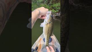 Chatterbait Fishing the Fall Transition on Lake Lanier [upl. by Truk896]