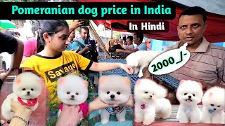 Pomeranian Dog price in india  Teacup dog price in India cute puppies  small Dog price in India [upl. by Ilellan]