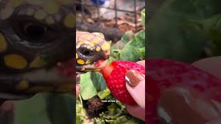 Kinkajous Have 1 Allergy Strawberries [upl. by Eliseo747]