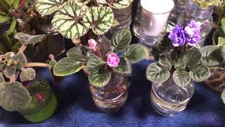 African Violet Water Culture  BLOOM Progress Week 4 [upl. by Muffin]