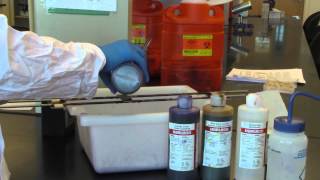 BIO 2192 UNIT 5  Gram Stain Procedure [upl. by Mahalia90]