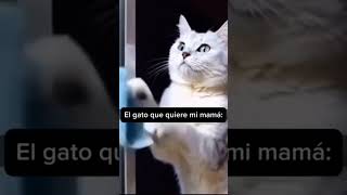 Videos divertidos😂 shortvideo meme humor memes viralreels viralvideo cute fannyvideo viral [upl. by Aulea]