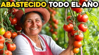 ¿Se pudren tus tomates Cultiva Tomates Perfectos desde el Día 1 en Casa [upl. by Joan280]