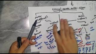 Cranial nerve nuclei by Ibrahim Amr [upl. by Carilla930]