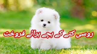 Russian Dog Puppies Available For Sale In Pakistan  Russian Breed [upl. by Hna386]