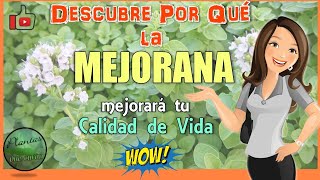 💚 MEJORANA Para que Sirve 💚 Descubre por Qué la 👉 MEJORANA es Indispensable para tu Buena Salud ❤ [upl. by Lorollas491]