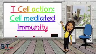 Cell mediated immunityT cell Action A level Biology  BioTeach [upl. by Sakiv294]