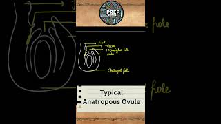 Anatropous Ovule  Class 12th  NCERT  Important Diagrams Series 03 [upl. by Marte]