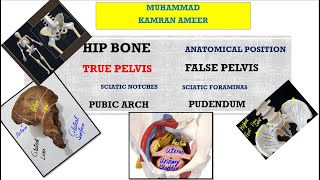 Hip Bone  Bony Pelvis Perineum  Sciatic Foraminas  Anatomical Position  Muhammad Kamran Ameer [upl. by Harvie]