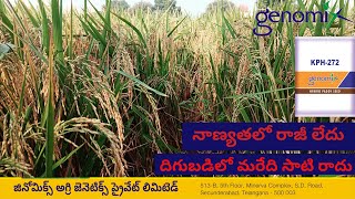 Genomix seeds Hybrid paddy KPH272  Farmer opinion  Warangal [upl. by Eynobe]