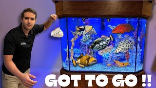 TRANSFERRING MY AGGRESSIVE SALTWATER FISH TO THEIR NEW AQUARIUM [upl. by Nnoved]