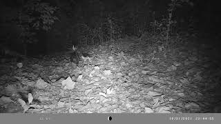 The night has brought out a wandering Virginia opossum [upl. by Adyl]